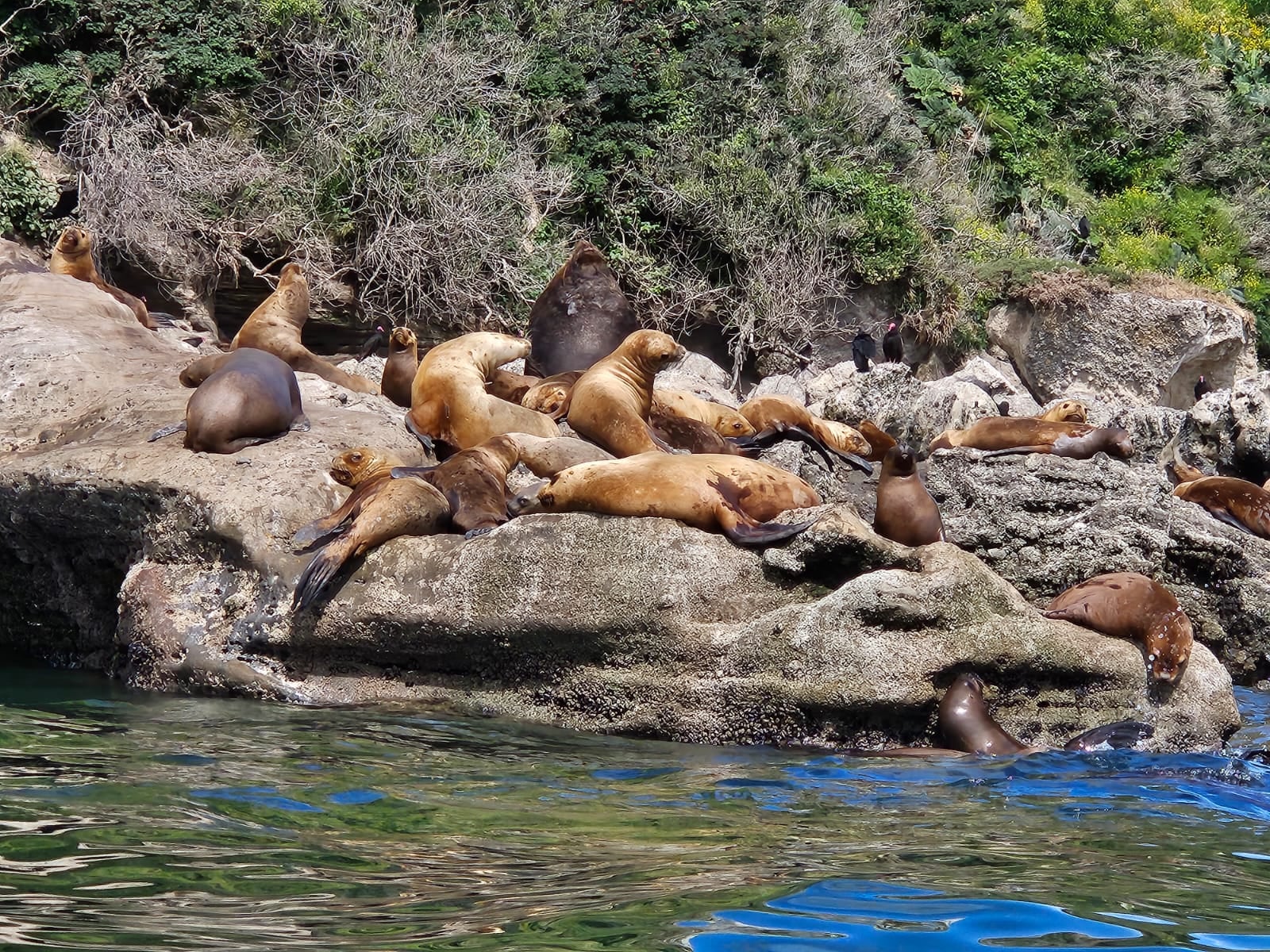 Sernapesca presentó denuncia por presunto delito contra lobos marinos