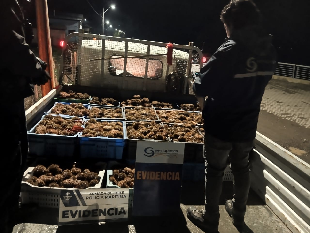 En Chiloé incautaron casi 800 kilos de erizos